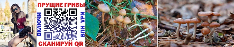 Галлюциногенные грибы Cubensis  Миасс 